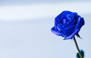 藍玫瑰