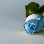 藍玫瑰花語