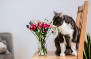 養貓適合的花