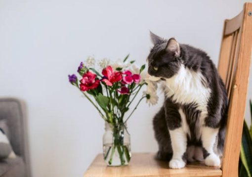 養貓適合的花